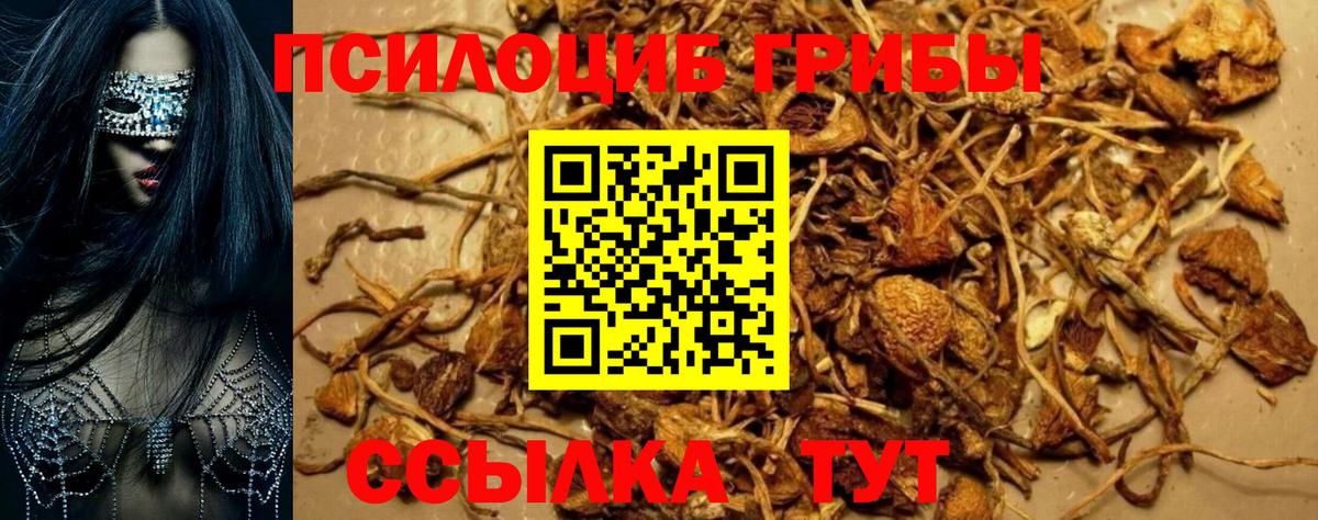 купить наркотик  Вход с VPN  Барабинск  Псилоцибиновые грибы MAGIC MUSHROOMS  Псилоцибиновые грибы Cubensis 